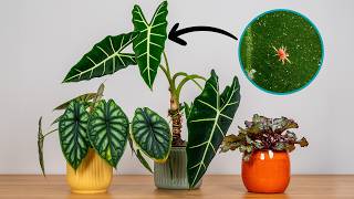 Why You Should Never Group Plants Together