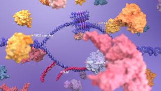 Loss of telomere G-quadruplex dynamicity and the induction of Alternative Lengthening of Telomeres