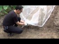 【家庭菜園】従来のトンネル支柱より大きく使えて便利！『角型トンネル支柱』