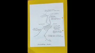 MSc 2nd Semester Zoology Practical Note/File