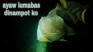 ep315.pakoy ayaw lumabas sa butas dinampot ko nalang.night spearfishing Philippines.