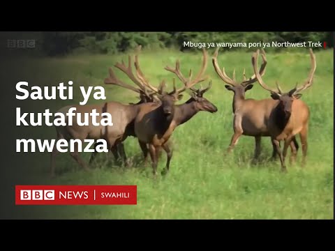 Video: Ni wanyama gani wanaoishi katika uwanda wa kuzimu?