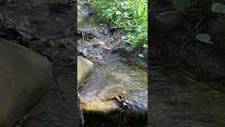 Nature's Healing Rhythm: Pure Running Water (4K No AI) 🌊✨