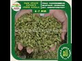 6 7 MM Green Cardamom Idukki Kerala Market Wholesale Mani Spices Cardamom Keralaspices 