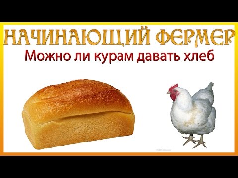Можно ли курам давать хлеб. Начинающий фермер