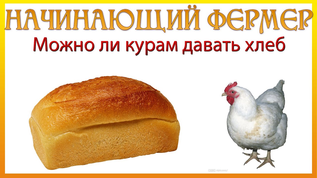 Можно ли курам давать хлеб. Начинающий фермер