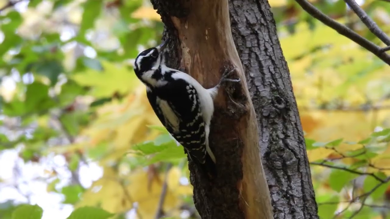 Nikon P950, 4K, Hairy Woodpecker, Female, Pic chevelu, Parc Thomas Chapais, Montréal, 6 October 2020