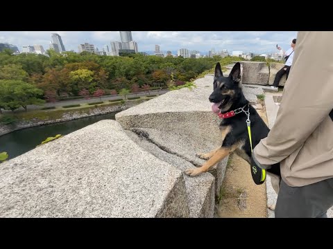 German Shepherd Dog Takes A Walk Around Osaka Castle In Japan