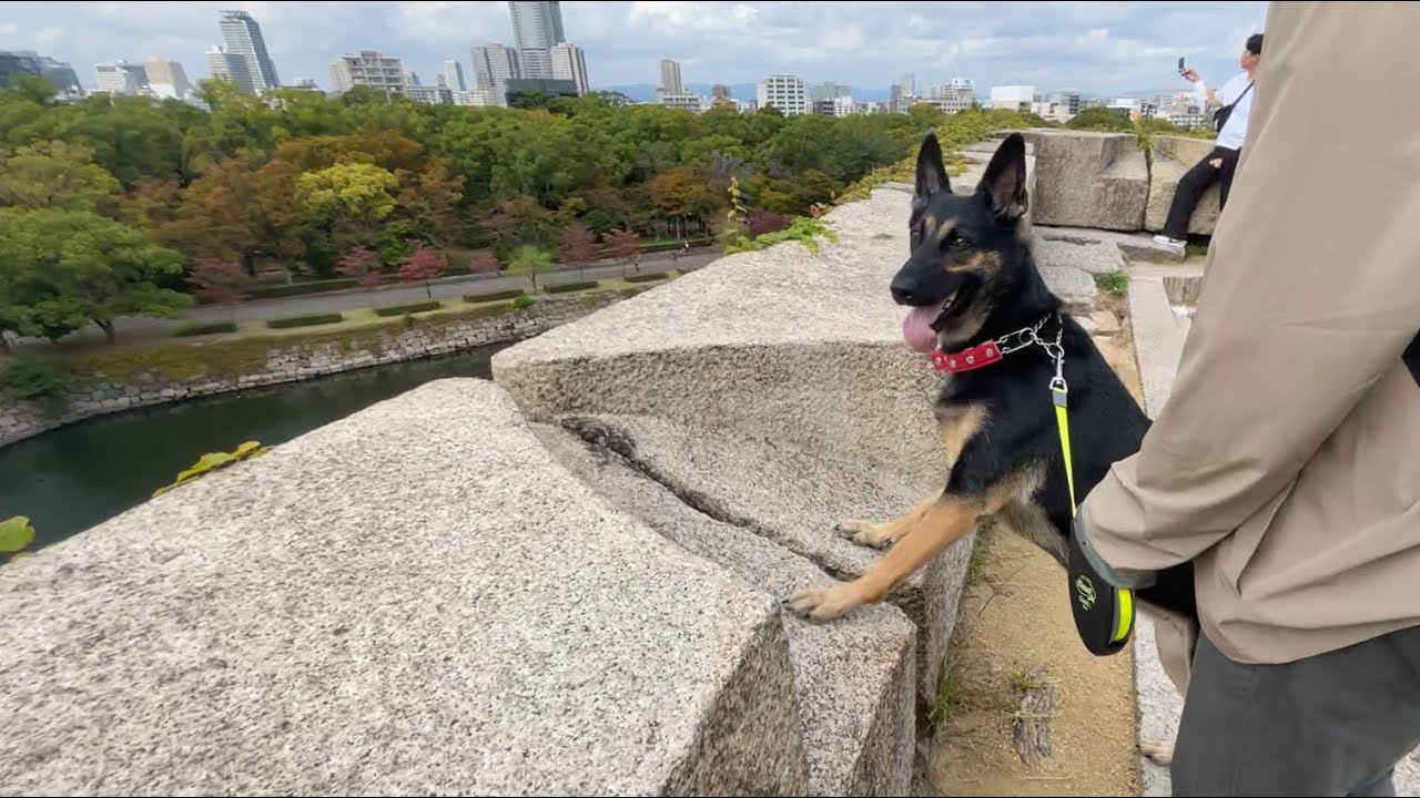 German Shepherd Dog Takes A Walk Around Osaka Castle In Japan