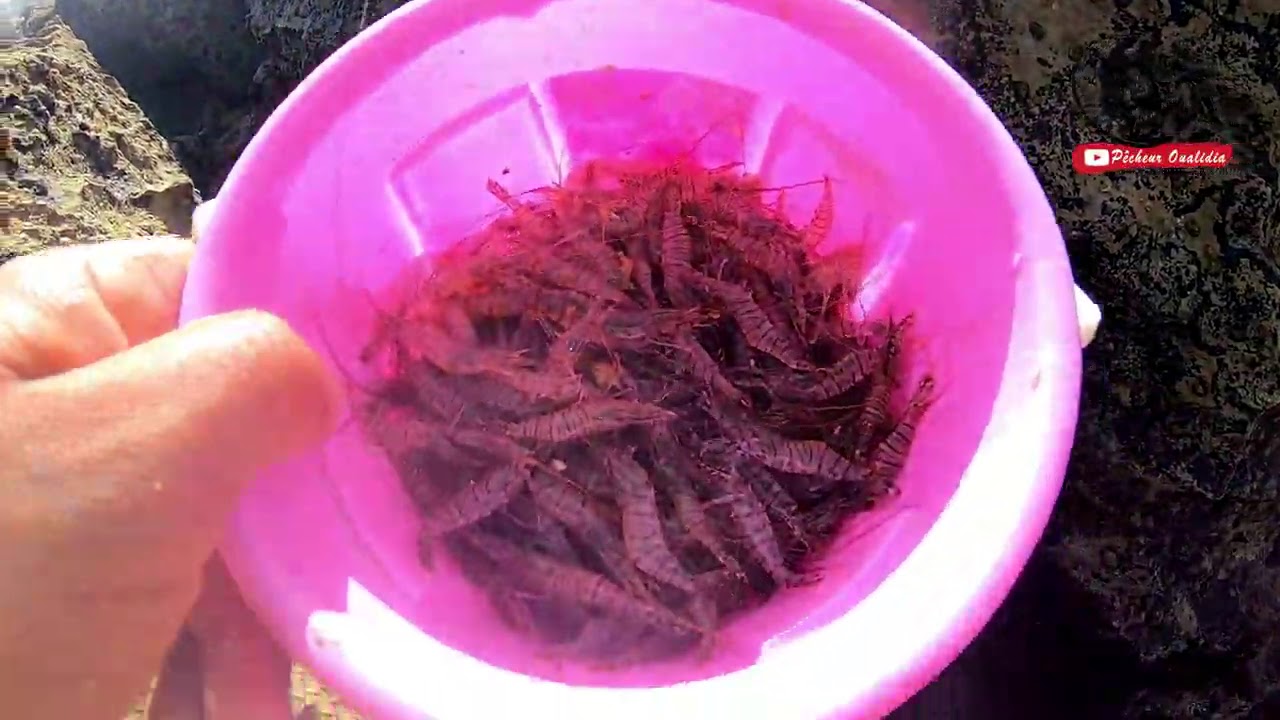 طريقة شعيبة في جمع طعم القيمرون أو الربيان سهلة وسريعة بدون تكلفة #جمع طعمتك بيدك 3 تابع