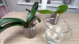 подробный полив орхидей на наращивании корней в керамзите
