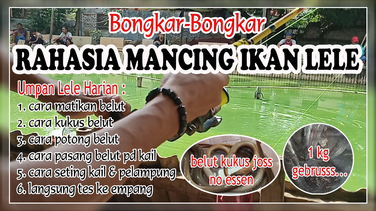 BONGKAR RAHASIA CARA MANCING IKAN LELE |MEDIA BELUT LANGSUNG TES EMPANG