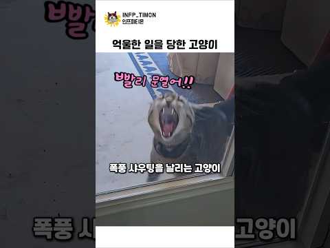 억울한일을 당한 고양이#고양이 thumbnail