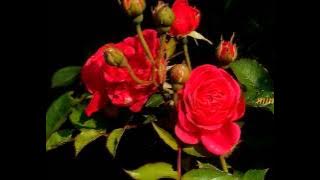 Snehapookkal Varichoodi..!! (Mini Anand)