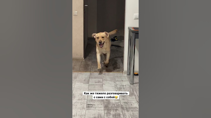 Собаки нас подслушивают👂