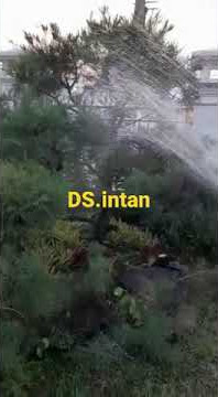 POHON PUN IKUT MANDI, ADA YANG BELUM MANDI?!! #shortsvideo