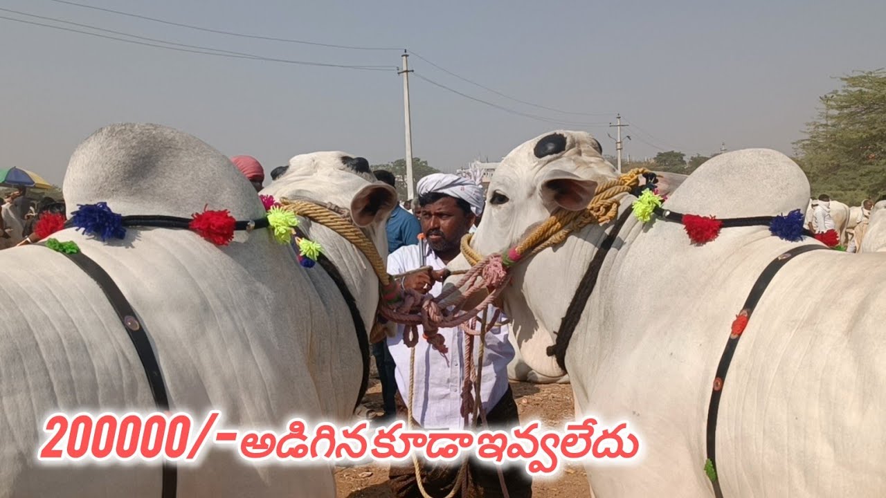 60 సైజులో ఉన్నటువంటి రెండు పళ్ళ ఒంగోలు జాతి కోడెలు పెబ్బేరు మార్కెట్లో.