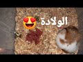 ولادة الهامستر السوري عادل السهلي