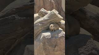 Cute prairie dogs (Cynomys ludovicianus)