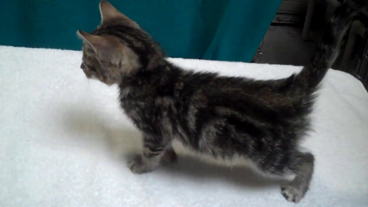 cats inn A5286209 Peanut | Domestic Shorthair Kitten