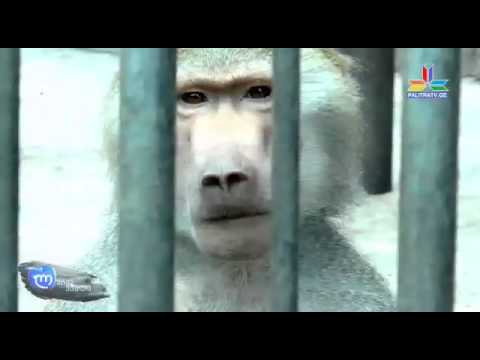 გადაცემა \"ლურჯი ვაშლი\" - 30 მაისი [გად2სეზ1]