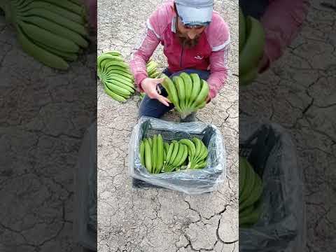 طريقه تصفير الموز من دون مواد بس تفاح 