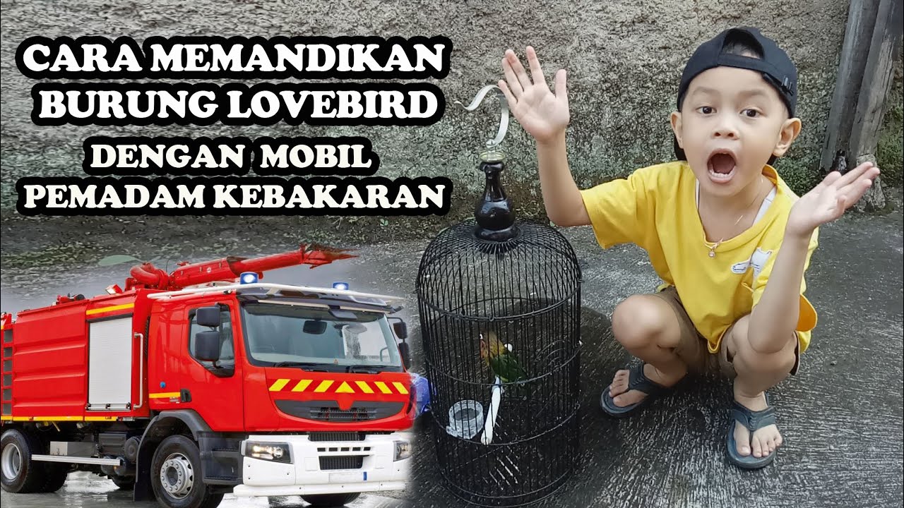 cara memandikan burung lovebird dengan mobil pemadam kebakaran 