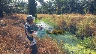 Download Lagu INI IKAN APA MERIAM ‼️ LEDAKAN SAMBARANNYA GILA 😱 || fishing for snakehead fish ‼️ is really crazy MP3 Download Lagu INI IKAN APA MERIAM ‼️ LEDAKAN SAMBARANNYA GILA 😱 || fishing for snakehead fish ‼️ is really crazy MP3