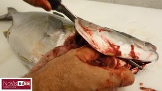 How To Fillet A Whole Hiramasa - How To Make Sushi Series