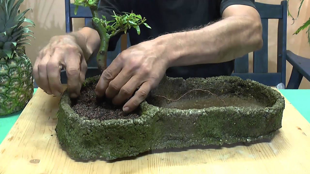 white bonsai 25