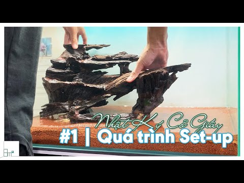 Video #1 Quá trình Set-up Hồ Cỏ Giấy Thủy Sinh và Bất Ngờ... - youtube