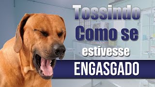 Meu cachorro está tossindo como se estivesse engasgado - O que fazer?