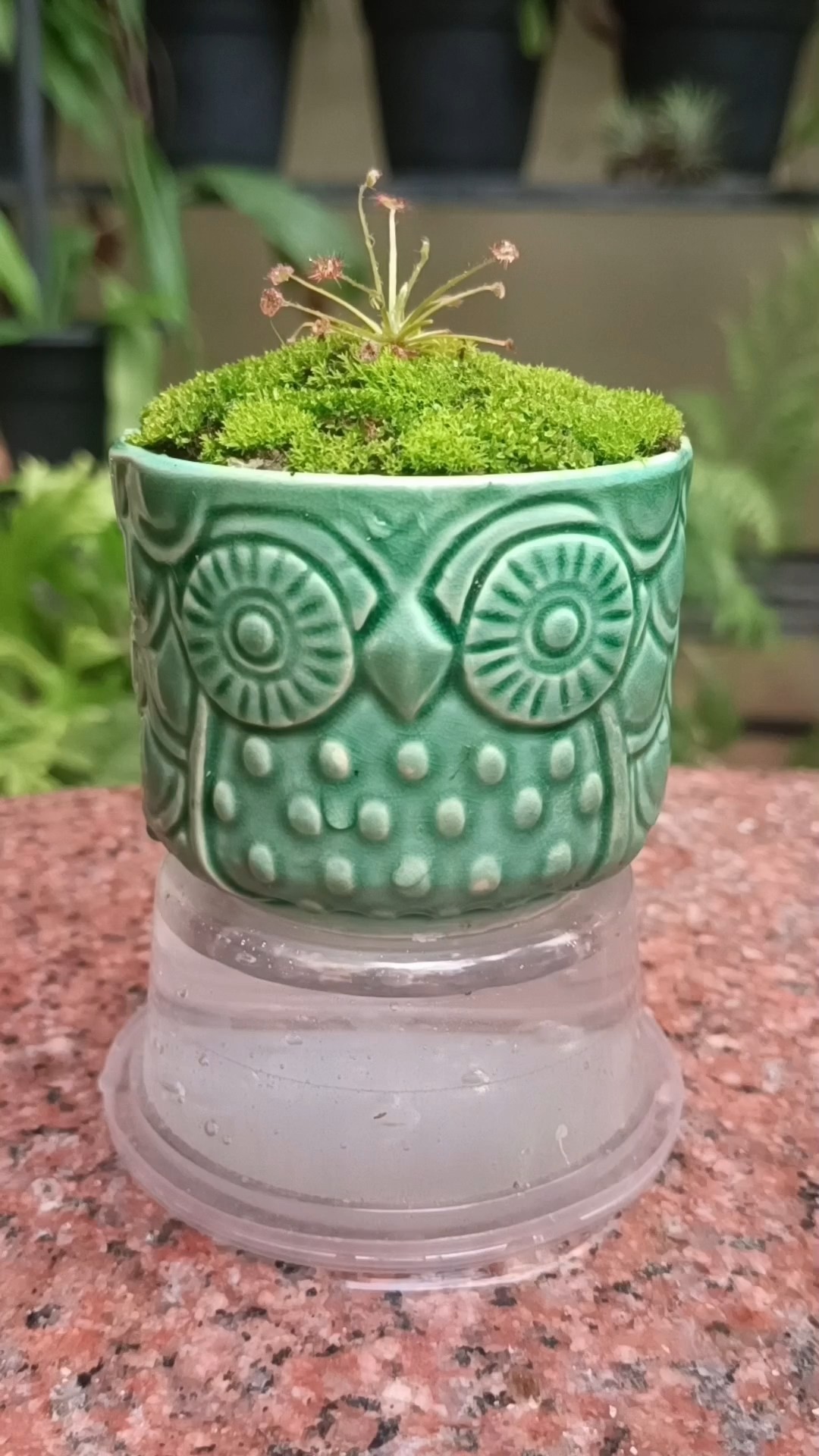 DIY Self Watering Pot For Drosera Paradoxa | Carnivorous Plants