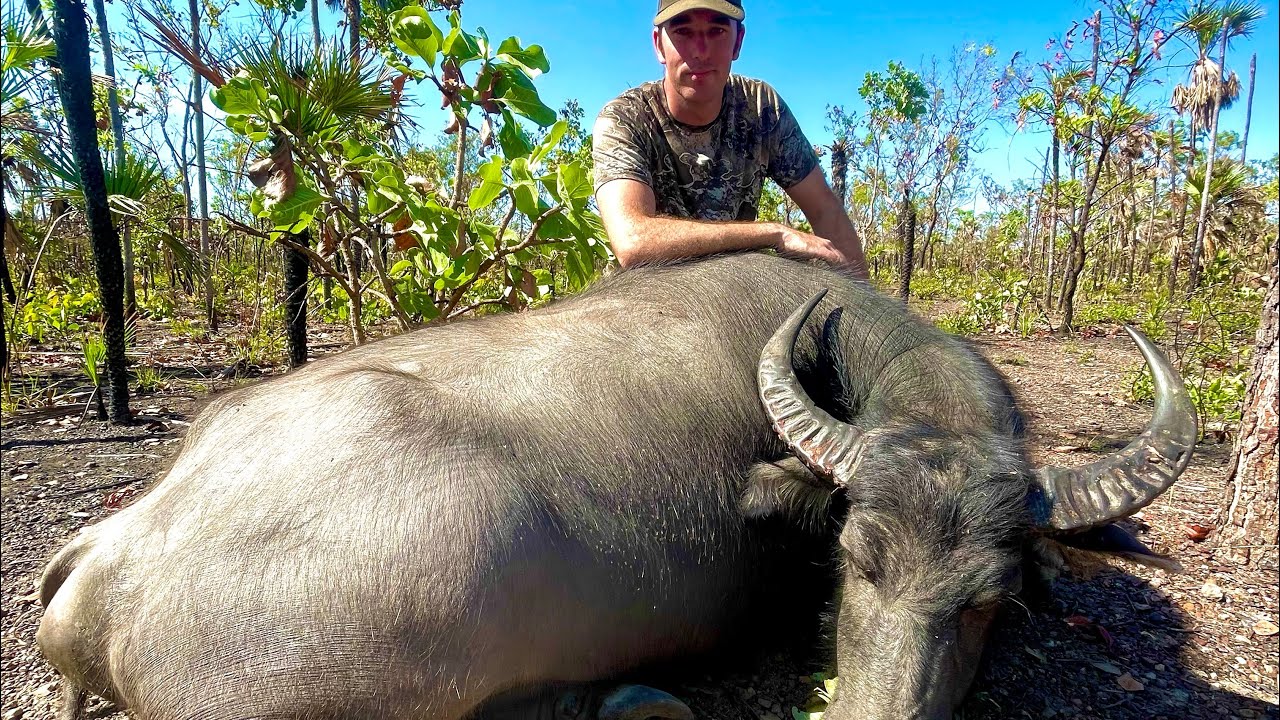 Охота на бизонов на общественных землях за 60 долларов в день в Северной Территории