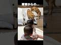 【緊急】双子がどいた瞬間、猫たちのバウンサー争奪戦が始まりました。