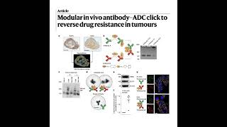 1386-Modular In Vivo Antibody-ADC Click Therapy