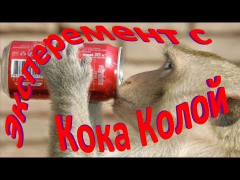 Кока кола будешь пить. Кола каждый день. Кока кола каждый день. Koala Кока кола. Что будет если пить много колы.