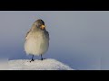 Голоса птиц. Воробей снежный (Montifringilla nivalis)