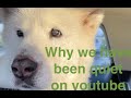 Sashka update/ Korean Jindo update
