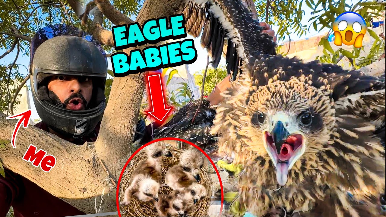 EAGLE K BABIES UTHA LIE 😍 | EAGLE BABIES VLOG | MISHKAT KHAN