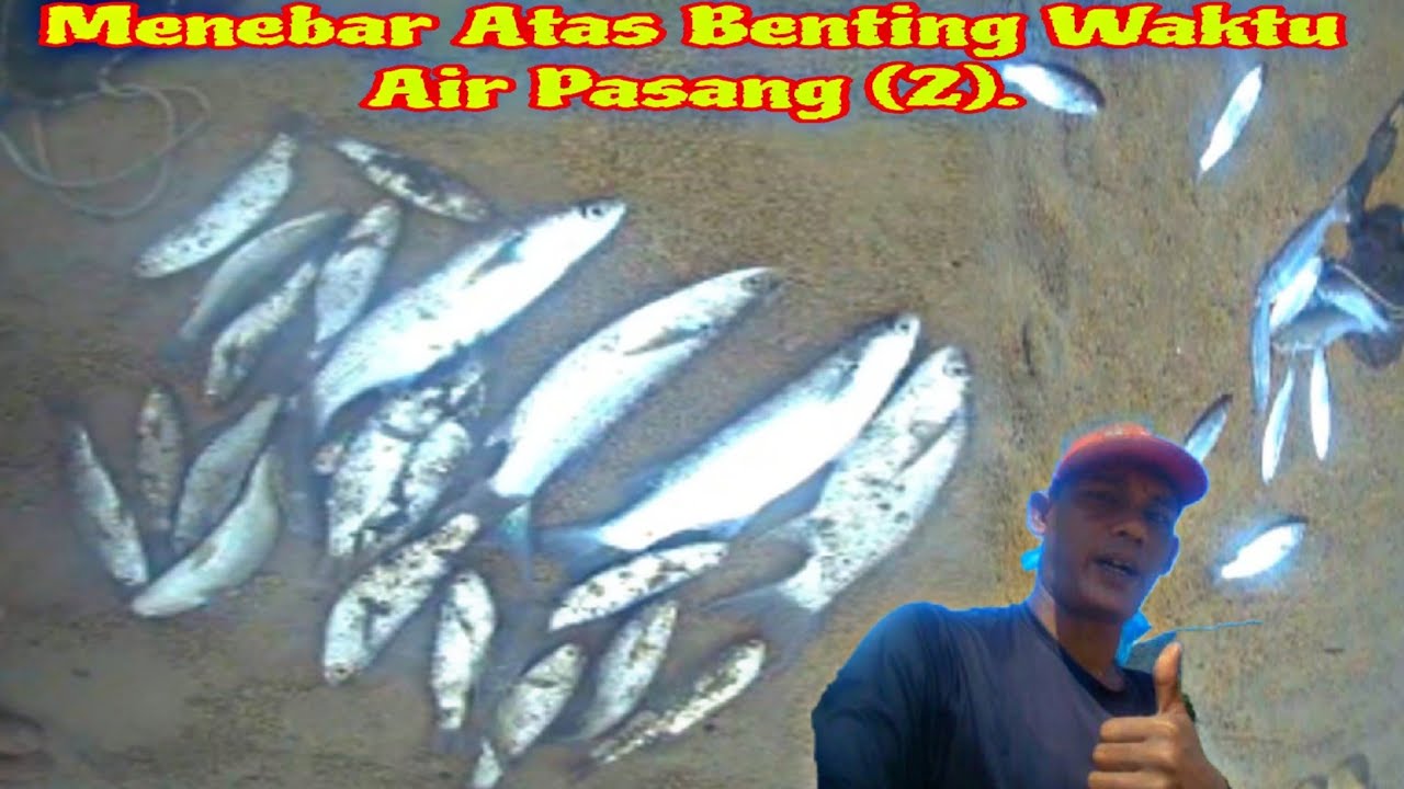 Castnet/Fishing, Menebar Atas Benting Waktu Air Pasang (2). @semuaorangyoutube 