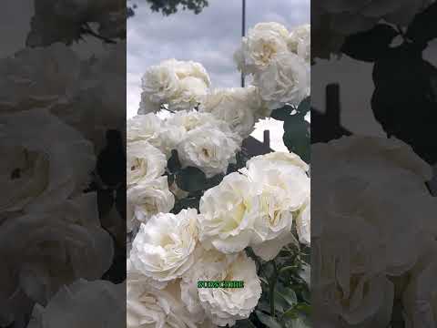Beautiful White Rose