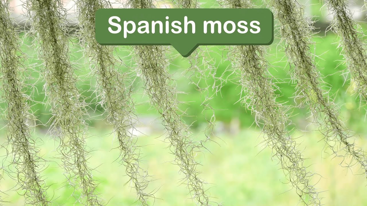 Spanish moss Care (Watering, Fertilize, Pruning, Propagation) - PictureThis
