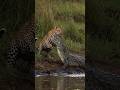 激闘!ヒョウとワニ、勝つのはどっちだ?