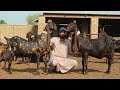 World champion  kamori goat breed narejo goat farm 2021 documentary