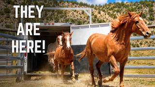 We Moved 3 Wild Mustangs To Our New Horse Ranch!