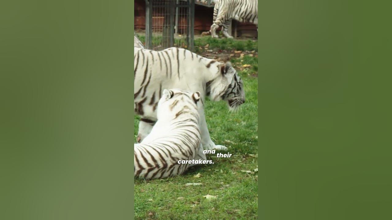 Why Tiger Chuffing? 🐅 Tiger Chuffing Meaning animalfacts YouTube