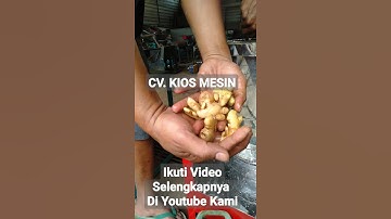 Bersih Tuntas!!! Mesin Kupas Cuci Jahe, Kunir, Kunyit Otomatis