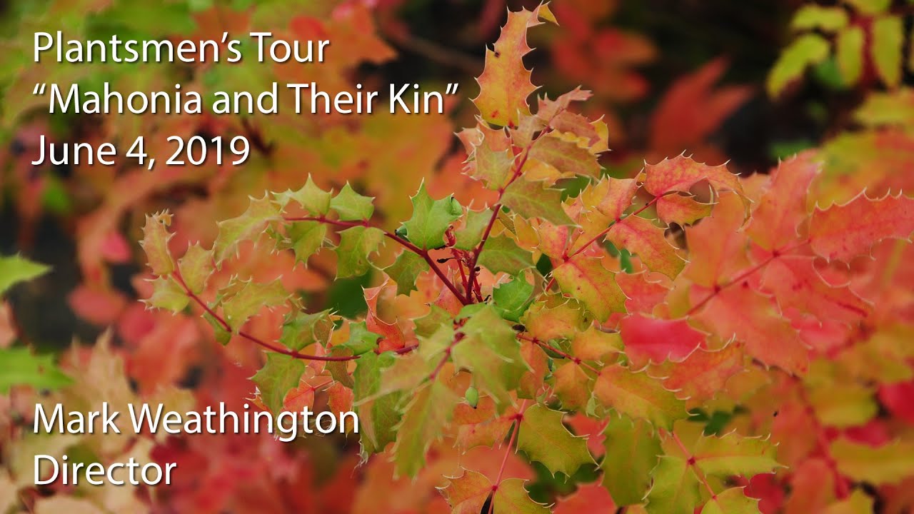 "Mahonia and Their Kin"