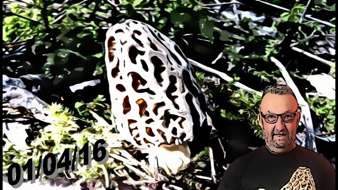 || Le 01/04/16, à la recherche de la morille conique ||